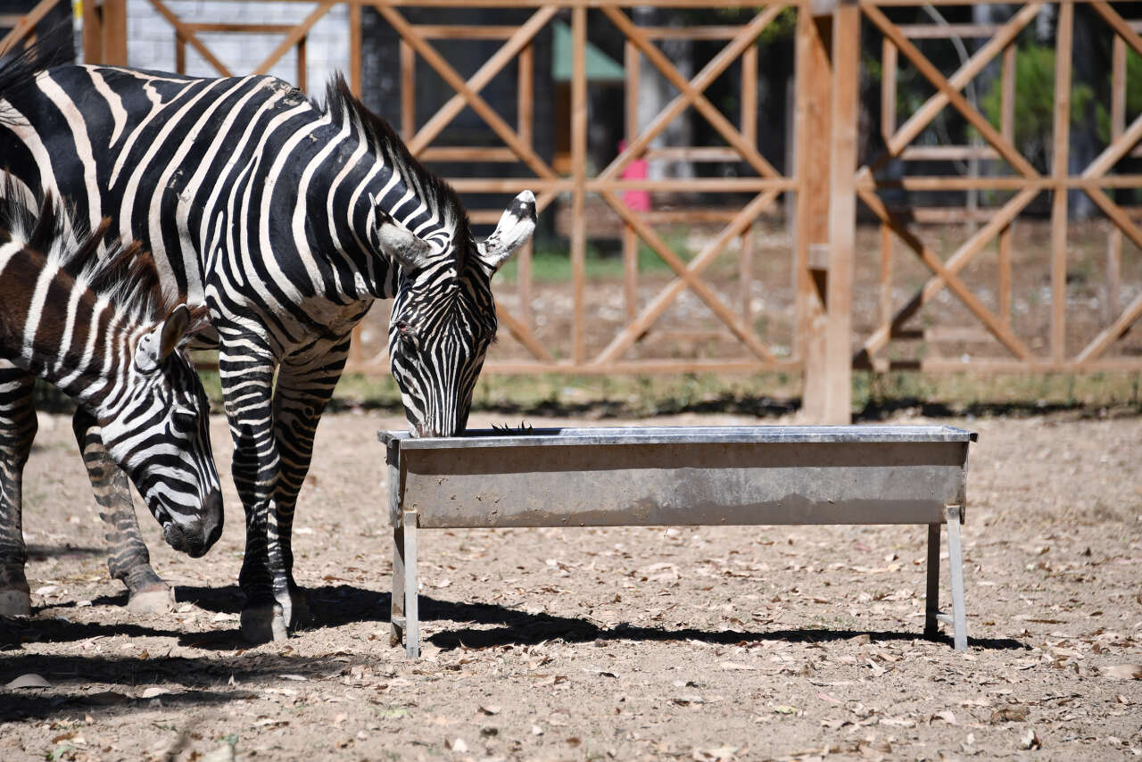 Tarsus Doğa Parkı'nda lemurlar buzlu meyve kokteyliyle serinliyor 1